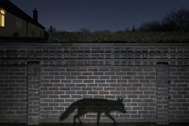 Shadow Walker