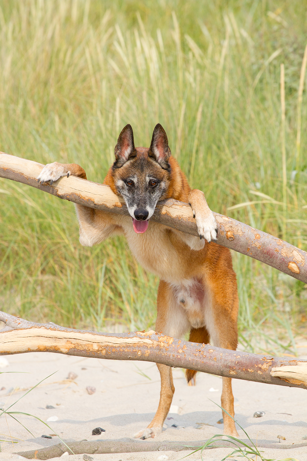Malinois / Malinois