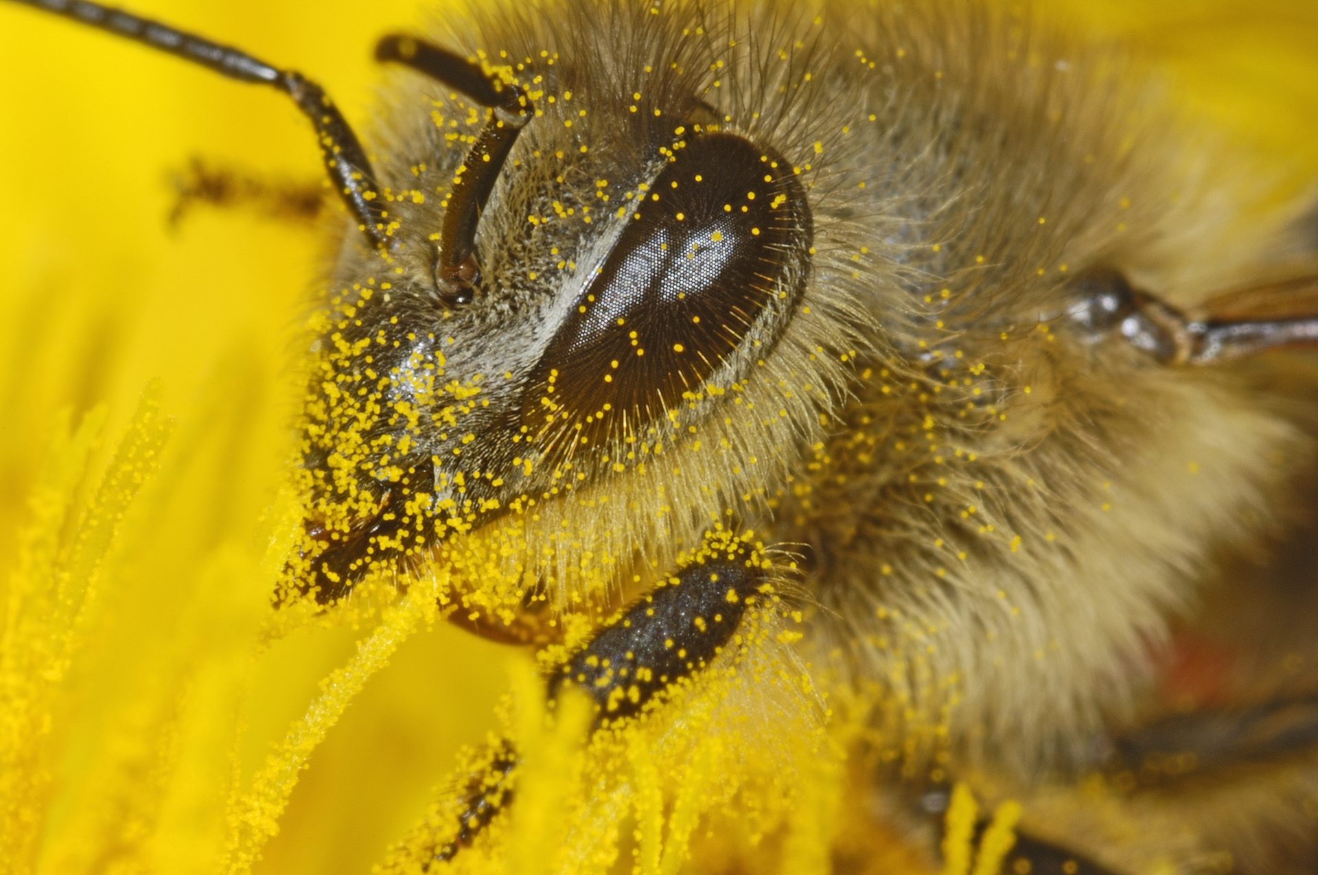 Пчела питается пыльцой. Пчелиная пыльца (Bee pollen). Цветочная пыльца на пчеле. Пчела с обножкой. Пчела с пыльцой.